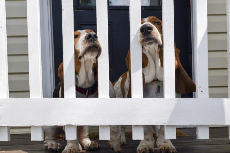 fence with dogs white wood picket