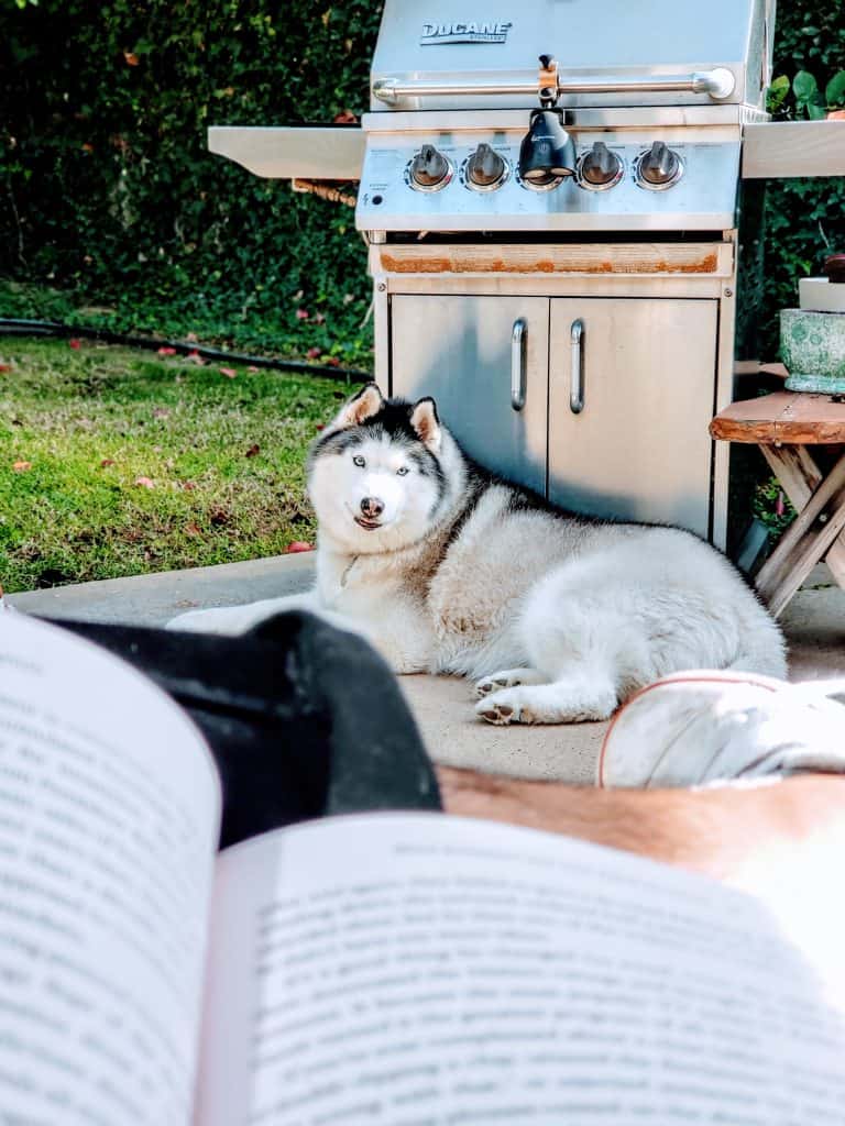 dog with grill and person reading book in backyard